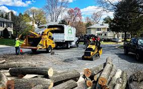 How Our Tree Care Process Works  in  Princeton, IL