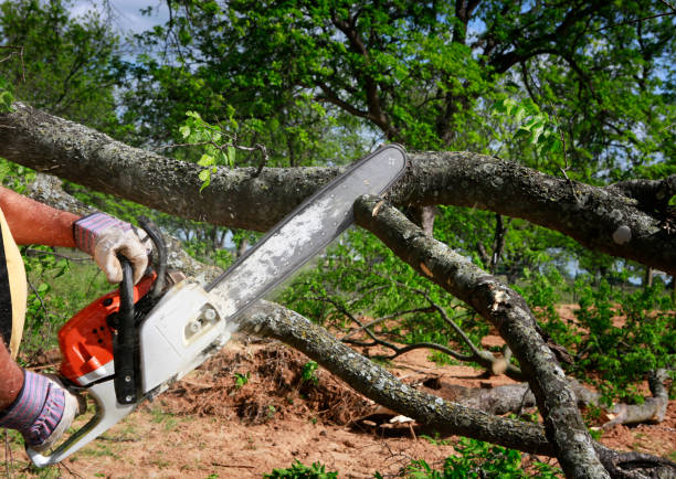 Princeton, IL Tree Services Company